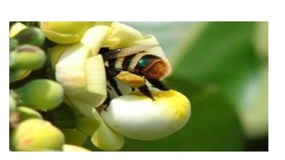 Only large, strong bees from the genera Bombus, Centris, Epicharis, Eulaema, and Xylocopa can enter and pollinate   the flower. These bees in turn rely on certain types of orchid in their own life cycles making Brazil nut trees very difficult to cultivate commercially.